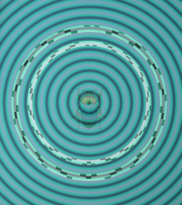 Mistkäfer 2 - Skarabaeus