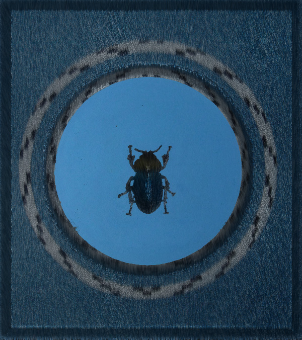 Mistkäfer 2 - Skarabaeus