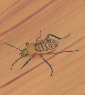 Laufkäfer