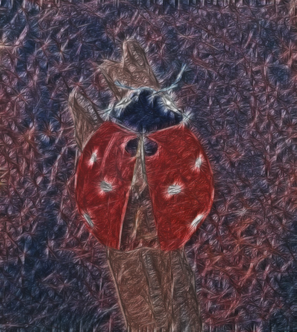 Coccinella septempunctata - 7-Punkt Marienkäfer