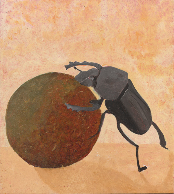 Mistkäfer - Skarabaeus